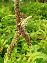 Close-up of flowering plant