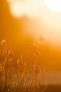 Close-up of flowering plants on field against sky during sunset