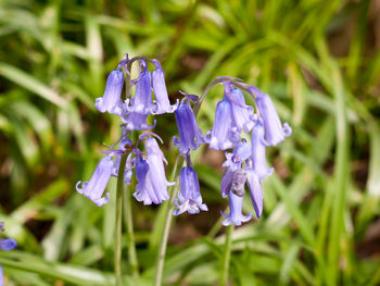 Close-up of purple flowering plant