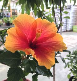Close-up of orange hibiscus blooming in park