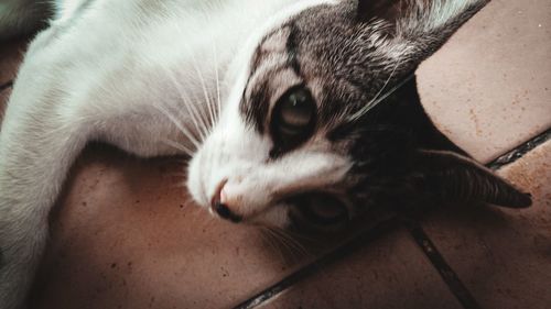 Close-up portrait of a cat