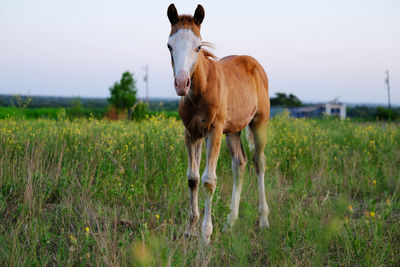 Horse standing on field