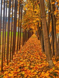 Trees growing in forest during autumn