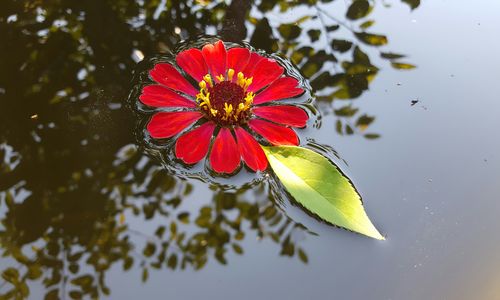 Close-up of red flower