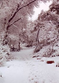 Snow covered landscape