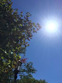 Low angle view of tree against bright sun