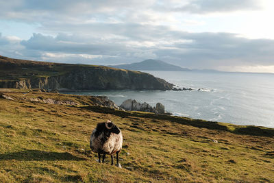 Horse in sea by mountains against sky