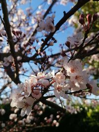 Low angle view of cherry blossoms on tree