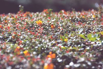 Close-up of plants