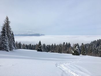 Snow covered land and trees against sky