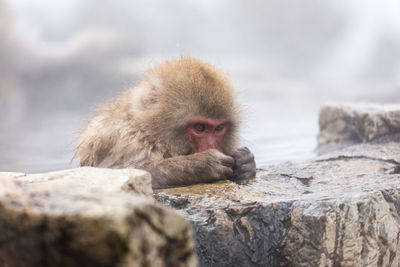 Japanese snow monkey in hot spring