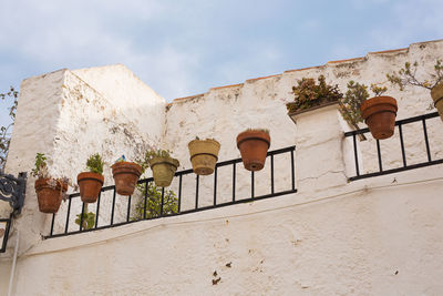Low angle view of potted plants against wall
