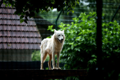 Portrait of dog standing against plants