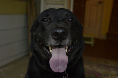 Close-up portrait of black labrador at home