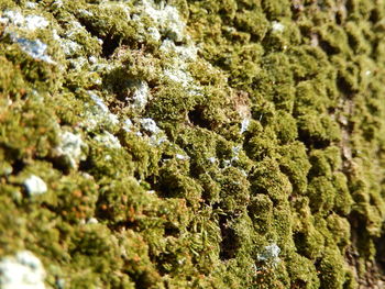 Full frame shot of moss