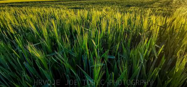 Full frame shot of wheat field