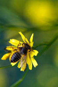 Close-up of bee on yellow flower
