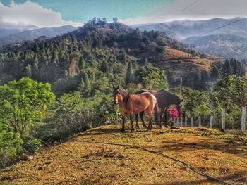 Horses standing on landscape against sky