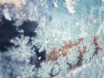 Close-up of snowflakes on window