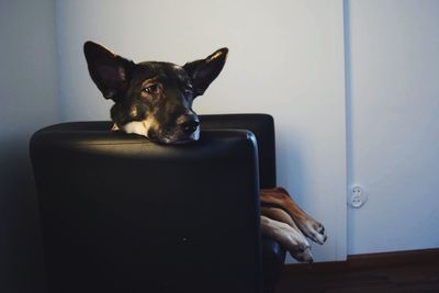 Dog sitting on armchair