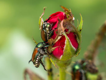 Close-up of insect on red flower