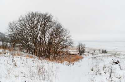 Bare trees on snow covered landscape