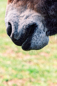 Close-up of a mules mouth on field