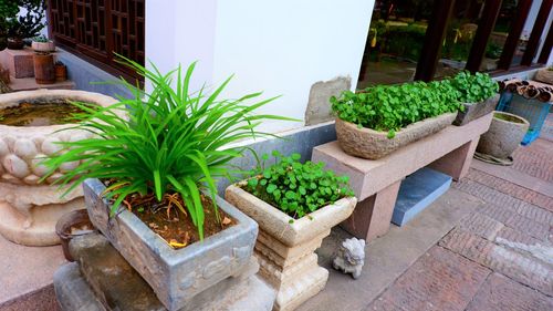 Potted plants growing in yard