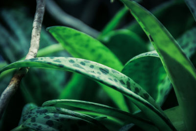 Close-up of fresh green plant