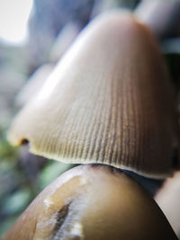 Close-up of mushroom