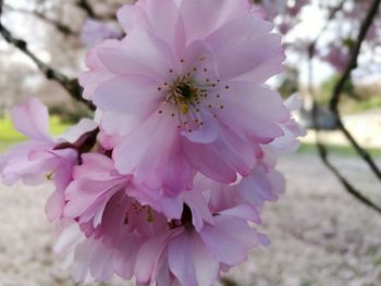 Close-up of pink flower blooming on tree