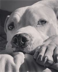 Close-up portrait of dog relaxing at home