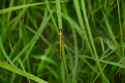Closeup image of dragonfly on the green grass