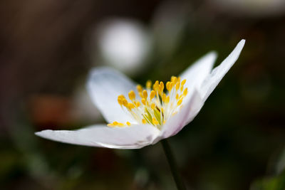 Close-up of white crocus flower