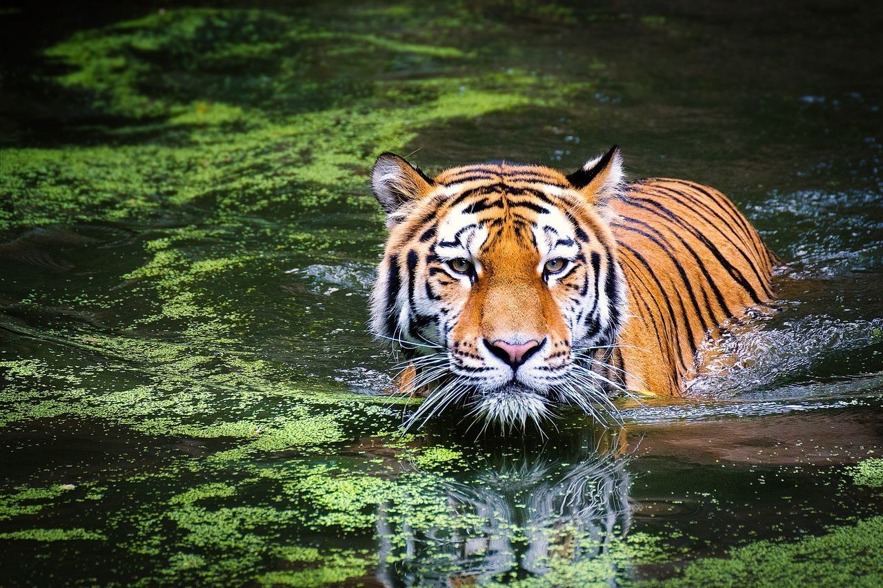 TIGER IN A LAKE
