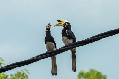 Low angle view of birds perching on branch against sky