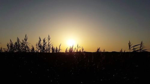 Silhouette plants on field against sky during sunset