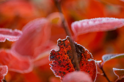 Close-up of orange leaves on plant during autumn