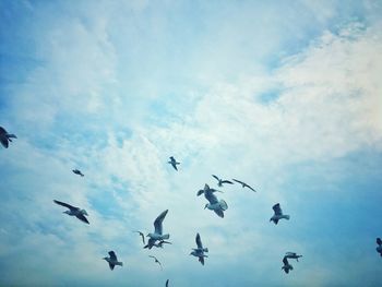 Low angle view of birds flying in sky