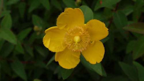 Close-up of yellow flower
