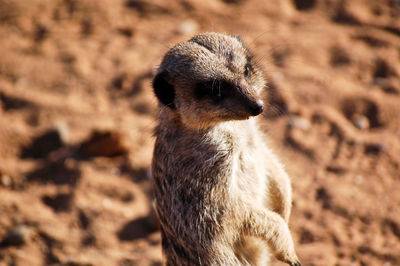 Close-up of meerkat standing on field