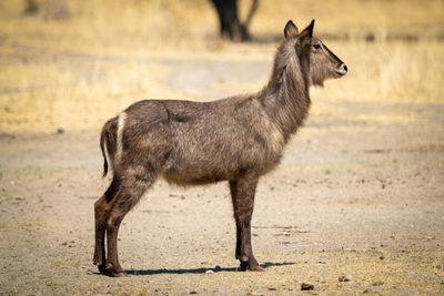 Female common waterbuck stands in profile staring