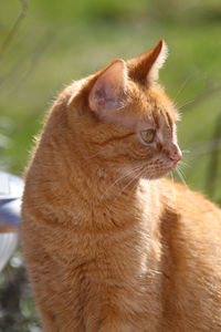 Red tabby domestic cat sits upright in the garden and looks intently into the distance