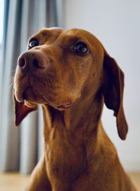 Close-up of dog looking away at home