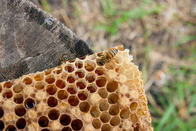 Close-up of bee on a leaf