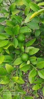 Close-up of fresh green leaves