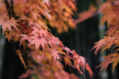 Close-up of autumnal leaves