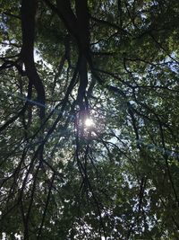 Low angle view of trees in forest