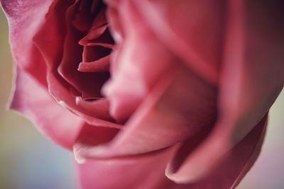 Close-up of flower against blurred background