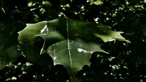 Close-up of leaves